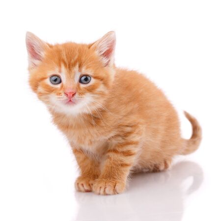 One beautiful kitten isolated on a white background. Portrait of a cat. Studio shot.の写真素材