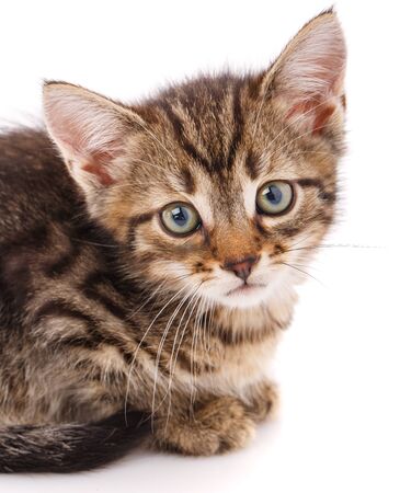 Portrait of simple cat, closeup, isolated on white backgroundの写真素材