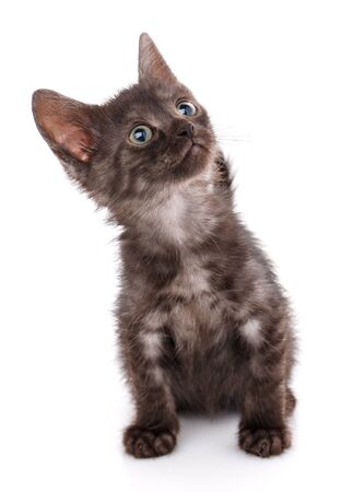 Black kitten with blue eyes sitting on a white background. The head is raised up. Kitty explores the world.の写真素材