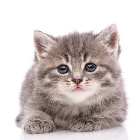 Happy kitten looking at camera. Isolated on white backgroundの写真素材