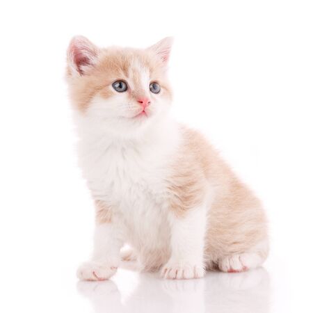 Sweet domestic cat portrait on a white background.の写真素材