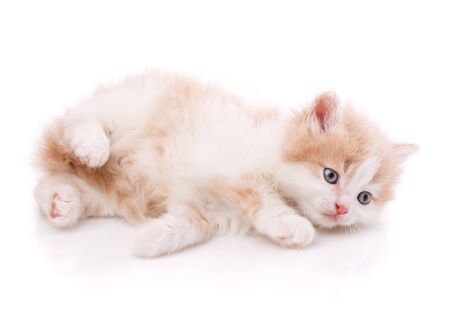 A little cute kitty lying on her back. Funny creepy kitten on a white backgroundの写真素材