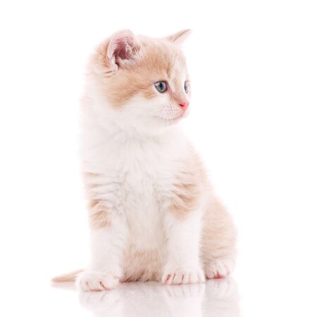 One beautiful kitten isolated on a white background. Portrait of a cat. Studio shot.の写真素材