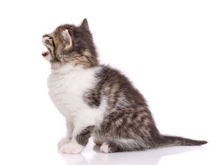 The gray cat isolated on a white background. Side viewの写真素材