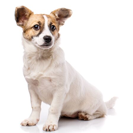 Funny puppy sits sideways. Isolated on a white background. Poster for hotels for animalsの写真素材