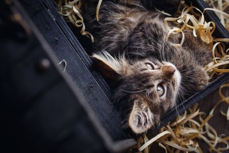 Fluffy, gray kitten in sawdust. Cat with long, fluffy mustacheの写真素材