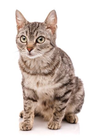 Close up view of gray tabby cute kitten with yellow eyes. Pets and lifestyle concept. Lovely fluffy cat on white background.の写真素材