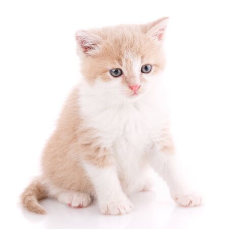 Cat, pet, and cute concept - kitten on a white background. Cat posterの写真素材