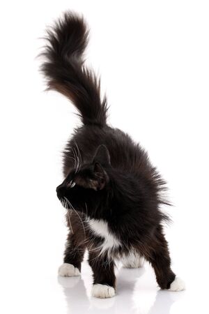 Black cat kitten looking side away, isolated on whiteの写真素材
