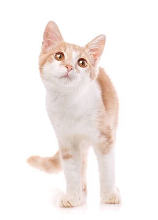 Closeup orange cat looking away. isolated on white backgroundの写真素材