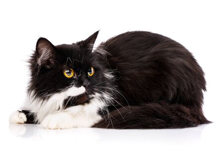 Black and white cat sits sideways. Cat on a white background. Poster for hotels for animals. Photo on the calendarの写真素材