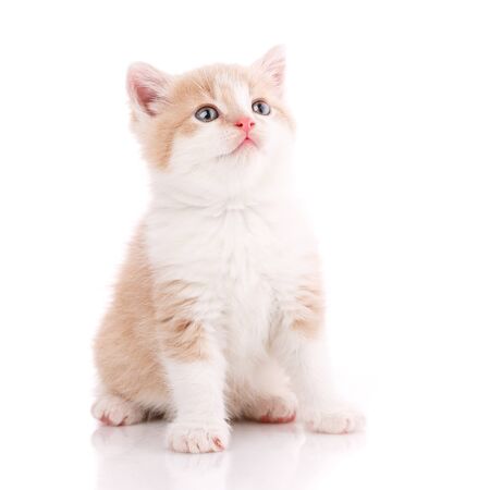 Cat is isolated on white. Pet. A true friend. Cute kittyの写真素材