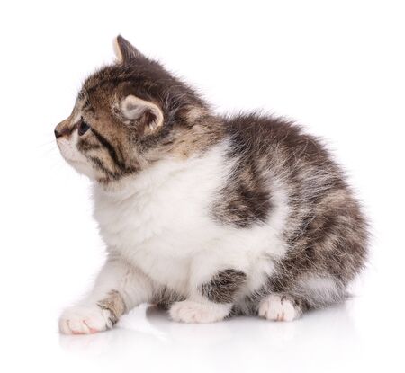 Portrait of a cat on a white background looks sidewaysの写真素材