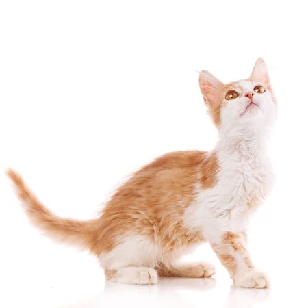 Closeup orange cat looking away. isolated on white backgroundの写真素材