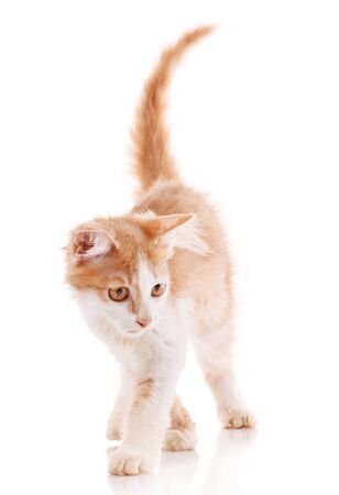 Red male cat, walking towards camera, isolated in whiteの写真素材