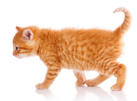 Red little cat on the isolated background. Side viewの写真素材