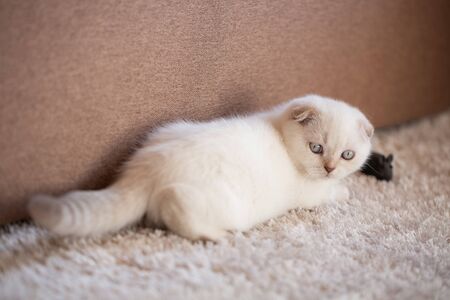 A cute white kitten is lying on a soft mat on the floor and playing with a toy mouse. Playful kitten in the room.の写真素材