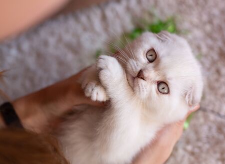 Purebred cat of Scottish breed. The kitten lies in the hands of the owner. Cats have beautiful light gray eyes. Top view.の写真素材