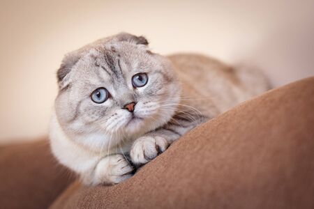Beautiful gray cat. Scottish kitten in the room on the sofa. Portrait of a cat.の写真素材