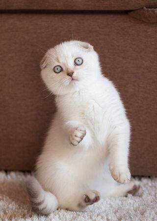 One white beautiful Scottish kitten is sitting on its hind legs. The front paws are raised. Playful kitten.の写真素材