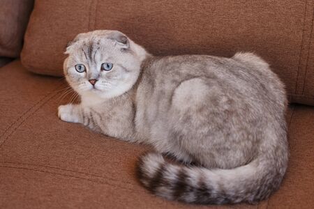 Gray young Scottish cat relaxing on a brown sofa on a bright sunny day. Thoroughbred breed.の写真素材