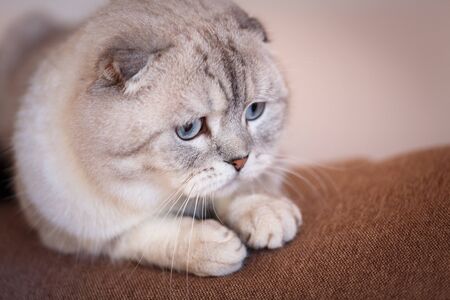 Portrait of a cat. Gray cat of Scottish breed. Concept of pets. Banner for website.の写真素材