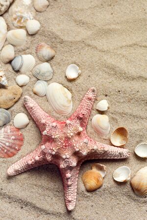 Beach and Summer background - Close up of starfish and seashells on sand backgroundの写真素材