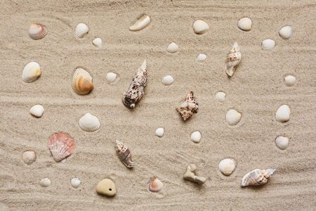Variety of beautiful exotic seashells on sand background. Top view. Textural sand.