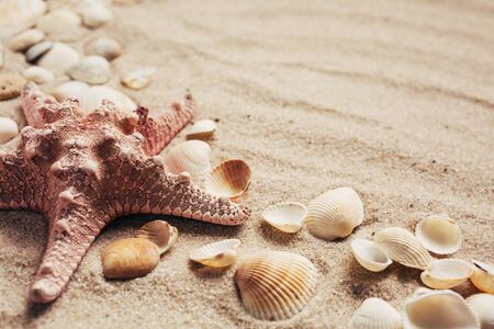 Beach and Summer background - Close up of starfish and seashells on sand backgroundの写真素材