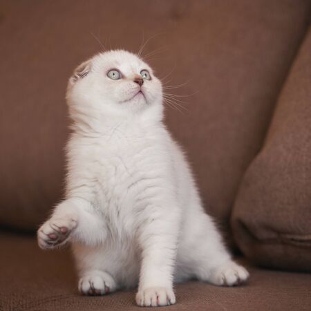 A purebred cat is playing with a toy on a brown sofa at home. Funny lifts the foot up. Little kitten.の写真素材