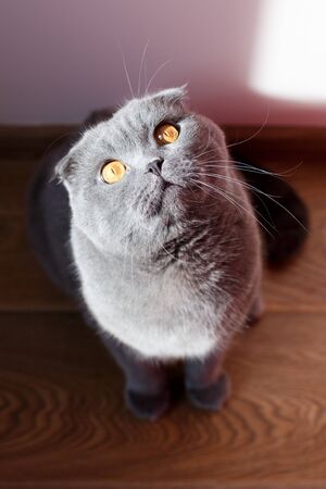 Cute gray cat with yellow eyes and long mustache, warms in the warm sun and looks up.の写真素材