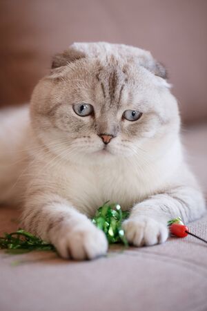 Scottish Cat is lying on the bed with a toy. Portrait of an animalの写真素材
