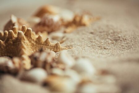Starfish in the sand. Selective focus. Close up. Blurred photo. Place for promotional text. Selective focus.の写真素材