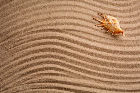 Seashell on beach sand with wave pattern, top view. Space for textの写真素材