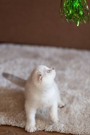A purebred Scottish folded kitten is playing with a toy on the floor. Cute photo.の写真素材
