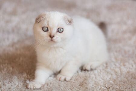 Scottish Folded Cat. Portrait of baby animal. Wall in the background. Beauty on the carpet.の写真素材