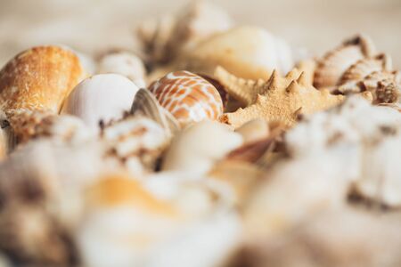 Marine elements closeup. Seashells and starfish on sand. Selective focus.の写真素材