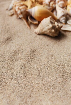 Sea shells of many types and sizes lie in the sand. Marine topics. Place for text. Selective focus.の写真素材
