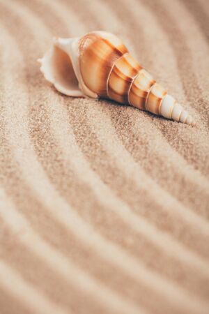 Long seashell lie on the dunes. With place for design, text place. Clouse up.の写真素材