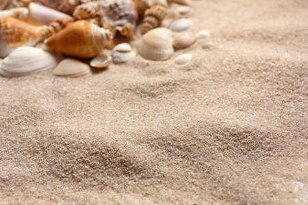Sea shells of many types and sizes lie in the sand. Marine topics. Place for text. Selective focus.