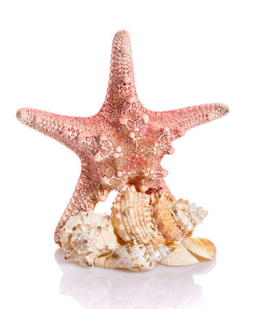 An interesting composition of seashells and large Caribbean starfish on a white background.の写真素材