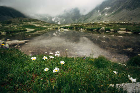 Daisies on the shores of Lake Hincovo pleso in Slovakia. Spring or summer landscape of the High...