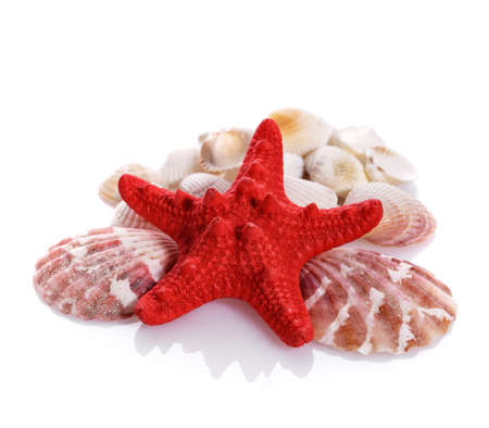 Colored seashells isolated on white background. Red starfish and various seashells.の写真素材