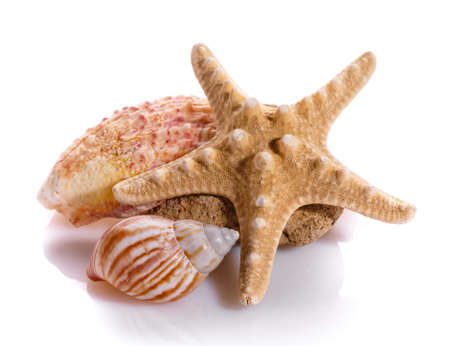 Seashell collection isolated on the white background. Clouse up.