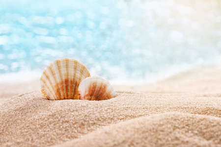 Beautiful seashells on the seashore with room for a product or advertising text. Blurred sea in the background. Sea vacation theme.の写真素材