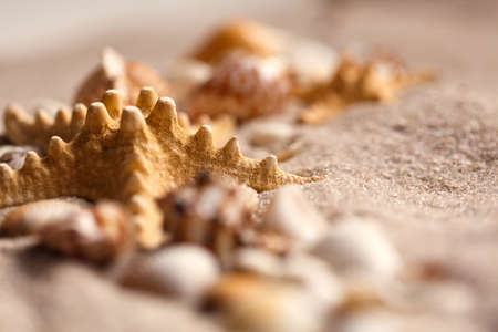 Sea shell and starfish on send close up. Macro photo. Vacation concept and vacation.の写真素材