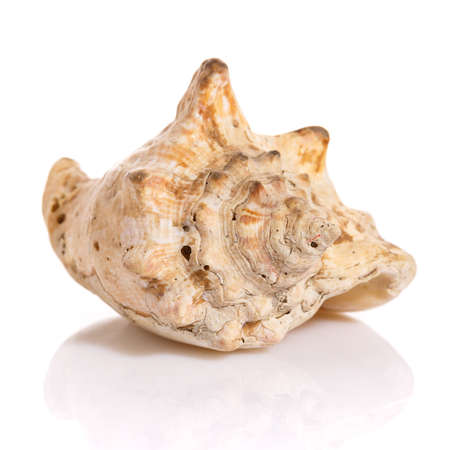 Large beautiful sea shell isolated on white background.
