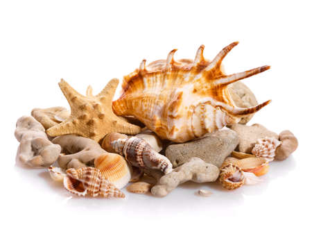 Some shells from the ocean isolated on white background. Natural materials.の写真素材
