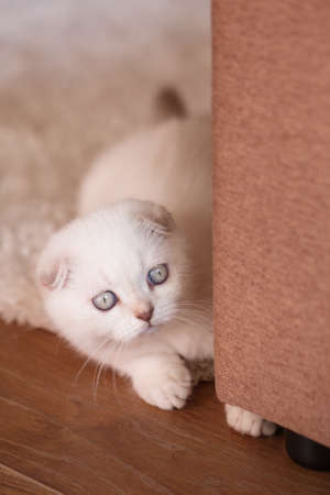 White kitten with bright eyes looks from behind the sofa. Time for games.の写真素材