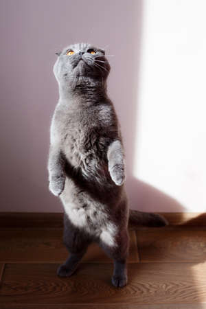 A purebred cat is a Scotch fold. A gray cat stands on its hind legs. Domestic cat photosの写真素材